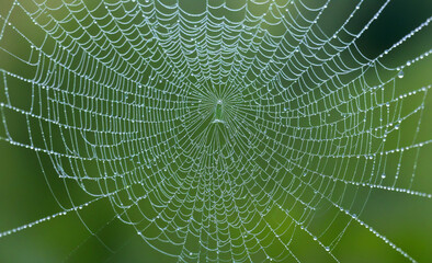 Naklejka premium spider web with dew drops