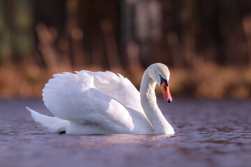 Łabędź Niemy (Cygnus olor) o wschodzie słońca.