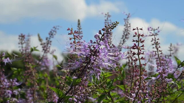 Beautiful Cat's Whiskers flowers.