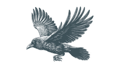 crow vector, raven vector