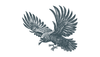 Fototapeta premium crow vector, raven vector