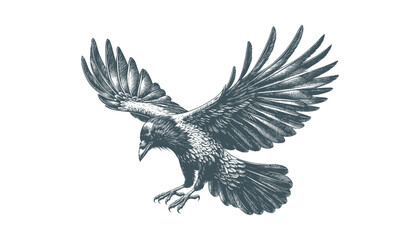 crow vector, raven vector