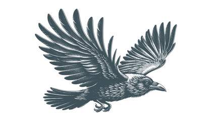 crow vector, raven vector