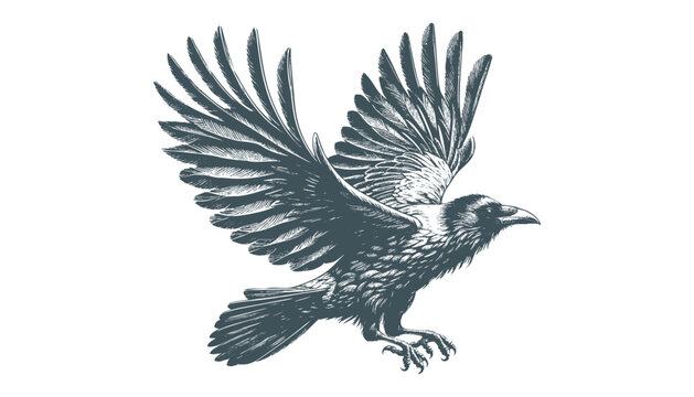 crow vector, raven vector