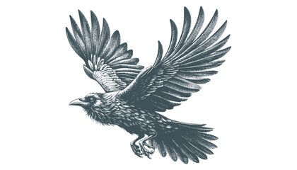 crow vector, raven vector