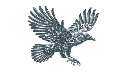 crow vector, raven vector