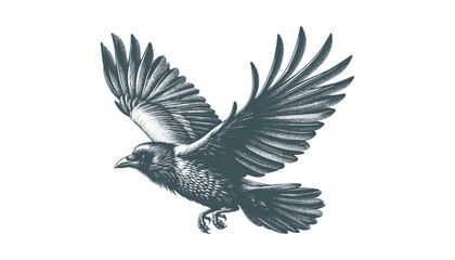 crow vector, raven vector