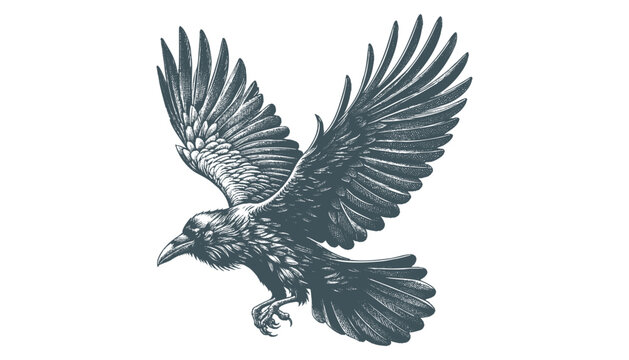 crow vector, raven vector