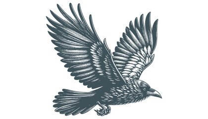 crow vector, raven vector