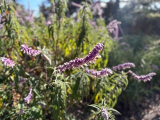 butterfly on a flower