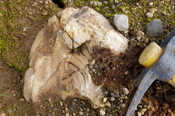 Field photo of a fossilized sponge Chaetetes replaced by flint and sticking out of the ground. Kaluga region, Russia