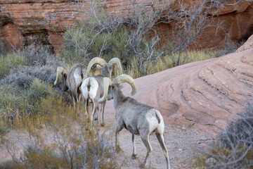 Desert Bighorn Sheep Rams in the Valley of Fire State Park Nevada in wWinter