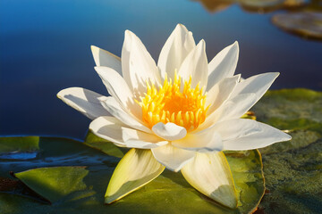 Beautiful white lotus flower with green leaf blooming in pond in the morning. Royalty high-quality free best stock of a fresh white lotus or water lily flowers blooming in sunshine