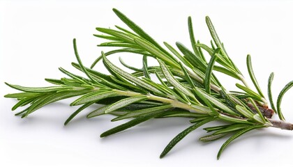 Fototapeta premium rosemary on white background