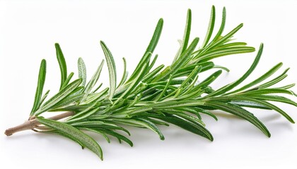 Fototapeta premium rosemary twig isolated on white