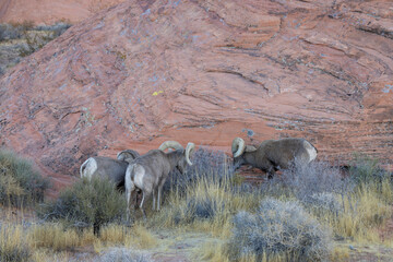 Desert Bighorn Sheep Rams in the Valley of Fire State Park Nevada in wWinter