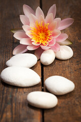 pink water lily and white pebbles on dark rustic wooden floor