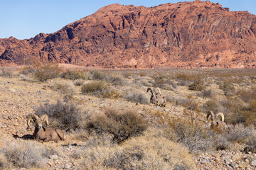Desert Bighorn Sheep Rams in the Valley of Fire State Park Nevada in wWinter