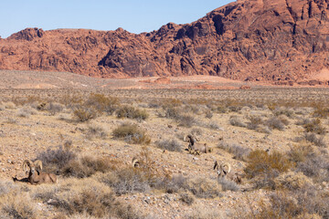 Desert Bighorn Sheep Rams in the Valley of Fire State Park Nevada in wWinter