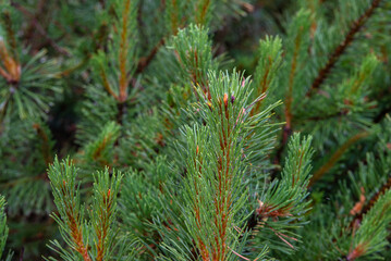  A close-up of vibrant green pine needles on a tree branch, showcasing natural textures and details in a forest setting.