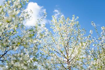 Beautiful cherry tree blossoming on spring. Beauty in nature. Tender cherry branches on spring day outdoors.
