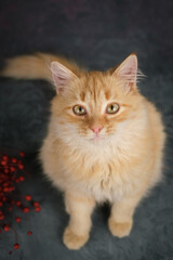 A beautiful ginger cat, studio shooting. Top view