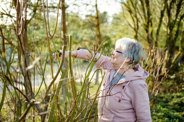Woman gardener using pruning shears on to cut dry tree branches. Spring pruning of trees and bushes...