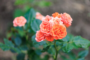 Vibrant orange roses blooming in garden with green leaves