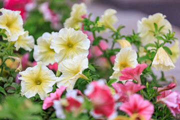 Vibrant garden with yellow and pink petunias in full bloom