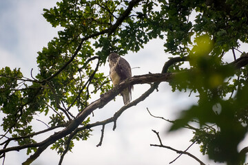 Buzzard (Buteo buteo) sitting on a big oak tree branch looking to the left with cloudy background...