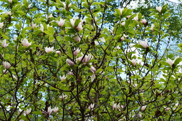A tree in bloom with bright green leaves and white flowers with pinkish hues. Blooming Tree Against Blue Sky