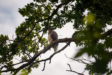 Side view of Buzzard (Buteo buteo) hawk sitting on a branch of an oak tree, North Rhine-Westphalia,...