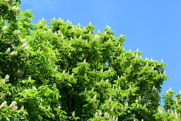 Blooming Chestnut Under a Clear Blue Sky
