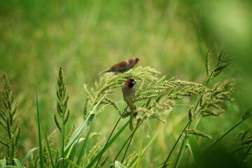 a sparrow is perching on a rice tree