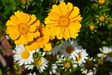 Close-Up of Yellow Coreopsis with Green Foliage