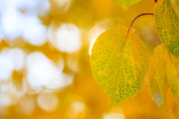 A leaf with a yellow stem and a green tip