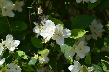 Vibrant Jasmine Blossoms Surrounded by Green Leaves