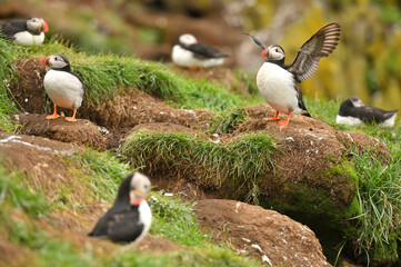 Atlantic puffin