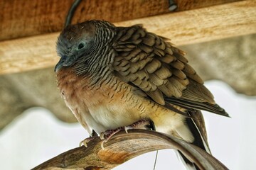 photo of a dove perched