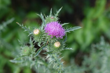 A thistle flower with purple petals and still closed buds. Thorny Beauty of Wild Nature