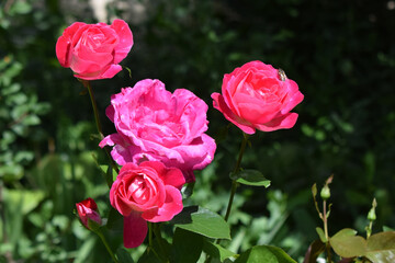 Several pink roses in different stages of bloom. Varied Stages of Blooming Roses