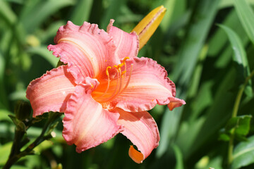 Ruffled Pink Daylily in Garden Setting
