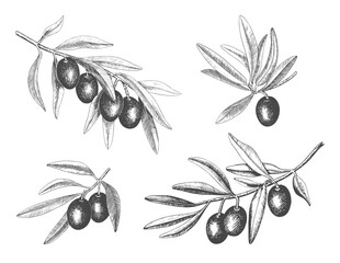 Hand drawn olive tree branch set with olive fruit and leaves. Vintage botanical vector collection isolated on white background. Engraved style. Botanical sketch in retro engraved style.
