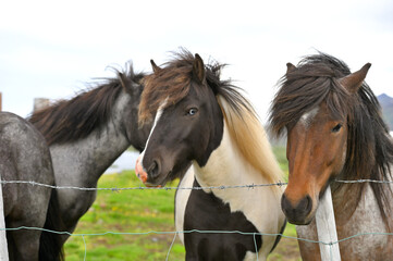 Obraz premium Icelandic horses