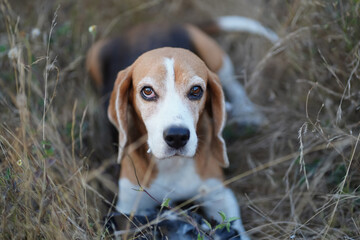An adorable beagle dog is lying on the dried grass field.