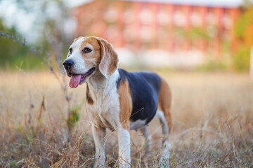 Portrait of a cute beagle dog standing on the dried grass field.