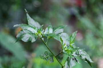 chilli peppers plant in organic garden
