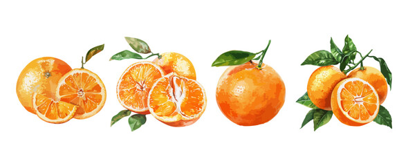 Vintage orange fruit watercolor isolated on white background. Set of healthy food vector illustration