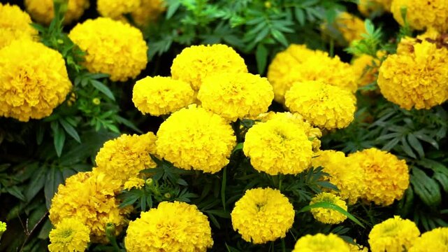 Tagetes erecta (Cocok botol, Tahi kotok, cocok botol, african marigold, Tagetes erecta, the Aztec marigold, Mexican marigold, big marigold, cempaxochitl, cempasuchil) flower