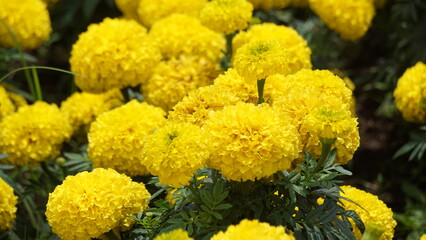 Tagetes erecta (Cocok botol, Tahi kotok, cocok botol, african marigold, Tagetes erecta, the Aztec marigold, Mexican marigold, big marigold, cempaxochitl, cempasuchil) flower